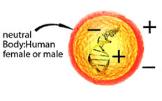 fig1c-new.jpg